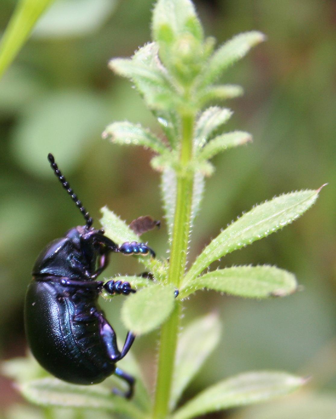 Eumolpus asclepiadeus? No, Timarcha nicaeensis